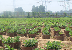 菊花茶种苗繁育基地